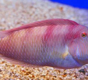 Für diesen leuchtenden Fisch