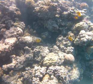 Schnorcheln Makadi Bay