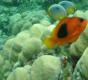 Geniales Schnorchelgebiet - Surin-Island - THAI