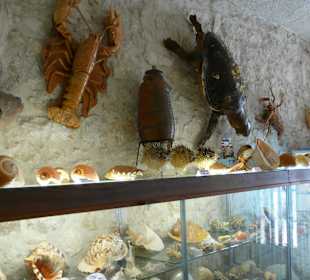 Muschelmuseum in Baska Voda
