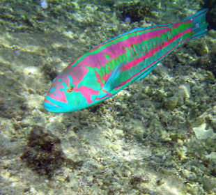 Waist high sea = beautiful fish