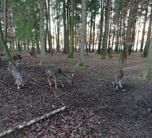 Frei laufendes Wild