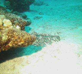 Tauchen bei der DiveConnection über Oototo gebucht
