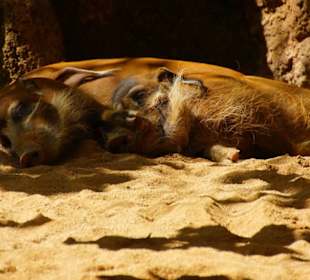 Schöner Stadt Zoo Fuengirola