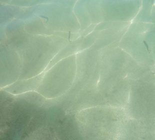 Strand am Hotel Hipotels Hipocampo Palace & Spa mit kleinen 