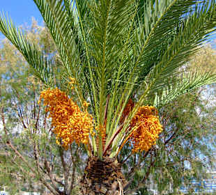 Dattelpalme in Elounda
