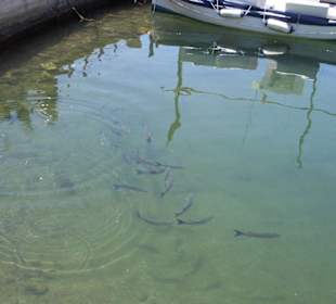 Große Fische im Hafenbecken