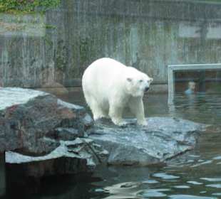 Eisbär