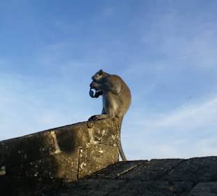Małpy na terenie świątyni Uluwatu