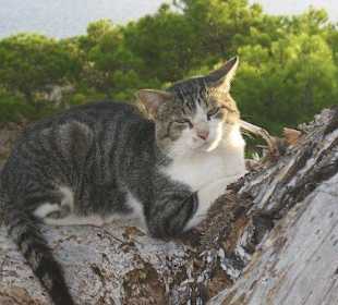 Lustiger Kater blickt ganz traurig drein