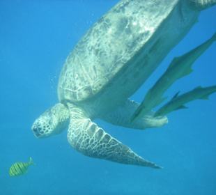Schildkröten sind überall in der Bucht zu finden