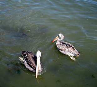 Mas pelicanos