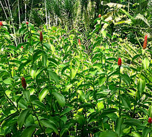 Gingergarten