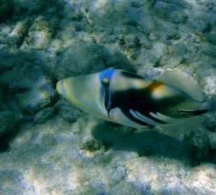 Hausriff Filitheyo Island