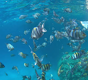 Fische beim Schnorcheln