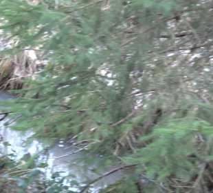 Ochsenweiher Rundweg