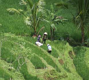 Reisterrassen (West-Bali)