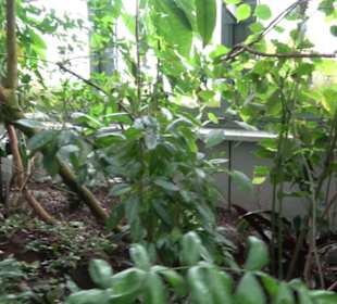 Tropicarium