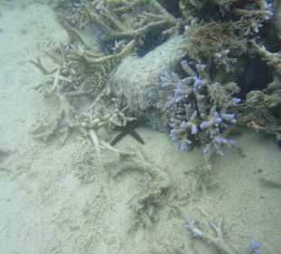 Unterwasserwelt direkt am Hotelstrand