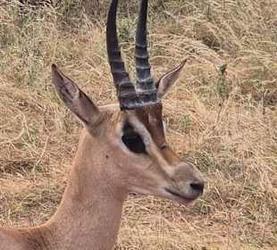 Antilope
