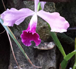 Im Schmetterlingshaus