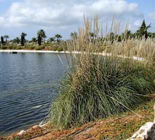 Künstlicher See im Botanicactus