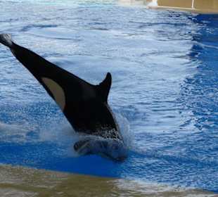 Orca Show