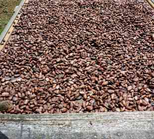 Geröstete Kakaobohnen