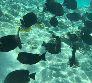 Schnorcheln Makadi Bay