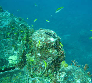 Unterwasserwelt/Grenada/St. Georges