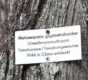 Schlösslepark Kressbronn