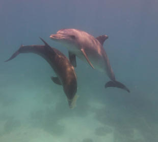 2 ganz entspannte Delfine...