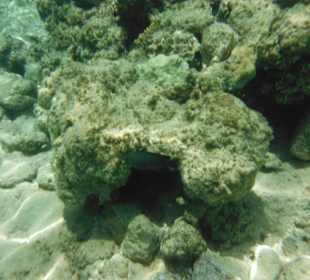 Hausriff, rechts von der Marina