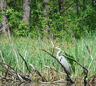 Malownicza rzeka Krutyń