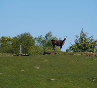 Zoo Arche Noah Grömitz