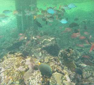 Schnorcheln am Hausriff