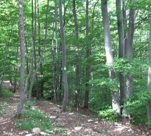 Premiumwanderweg "hochgelegen"