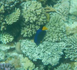 Dorie :)