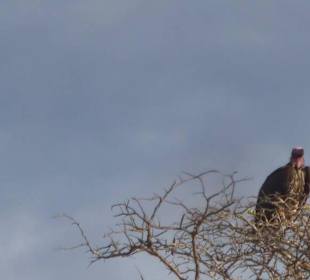 Der Geier wartet schon