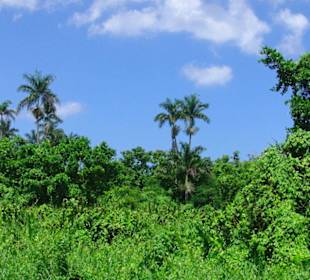 Royal Palm Reserve