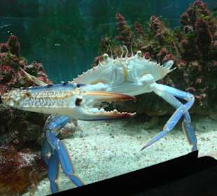 Bestimmt lecker auf dem Grill 