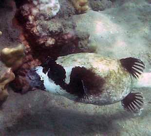 Kugelfisch beim Riff