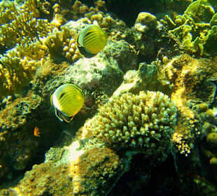 Polypenfalterfische am Hausriff Dreams Beach Resort & Dreams