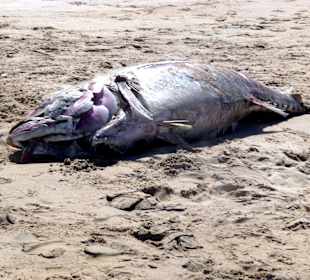 Angeschwemmter toter Fisch am Strand bei Conil