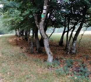 Eninger Weide