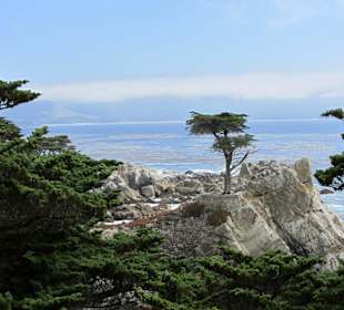 "Lone Pine" am 17 Miles Drive