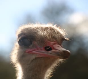 ...und hoffen auf Futter!