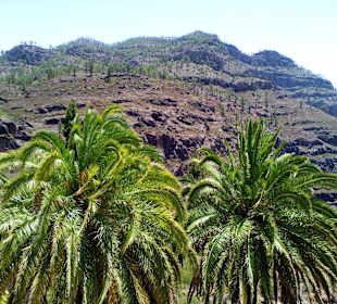 Bergwelt in Gran Canaria