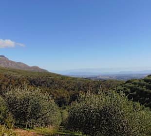 Weingut Tokara in Stellenbosch