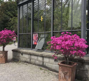 Alter botanischer Garten